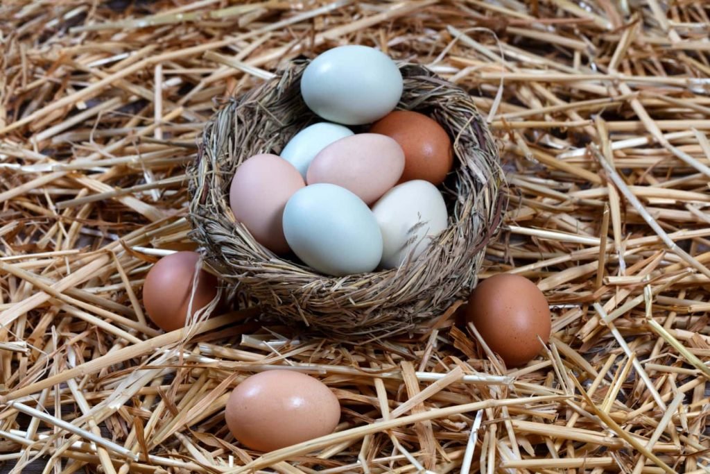 naturally colorful eggs in bird nest