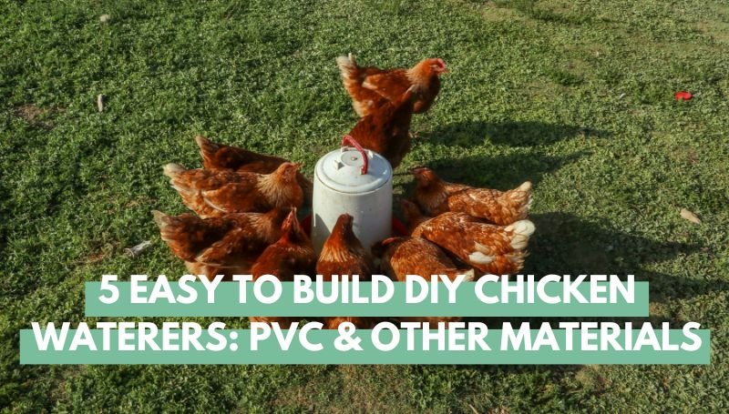Easy to Build DIY Chicken Waterers PVC and Other Materials