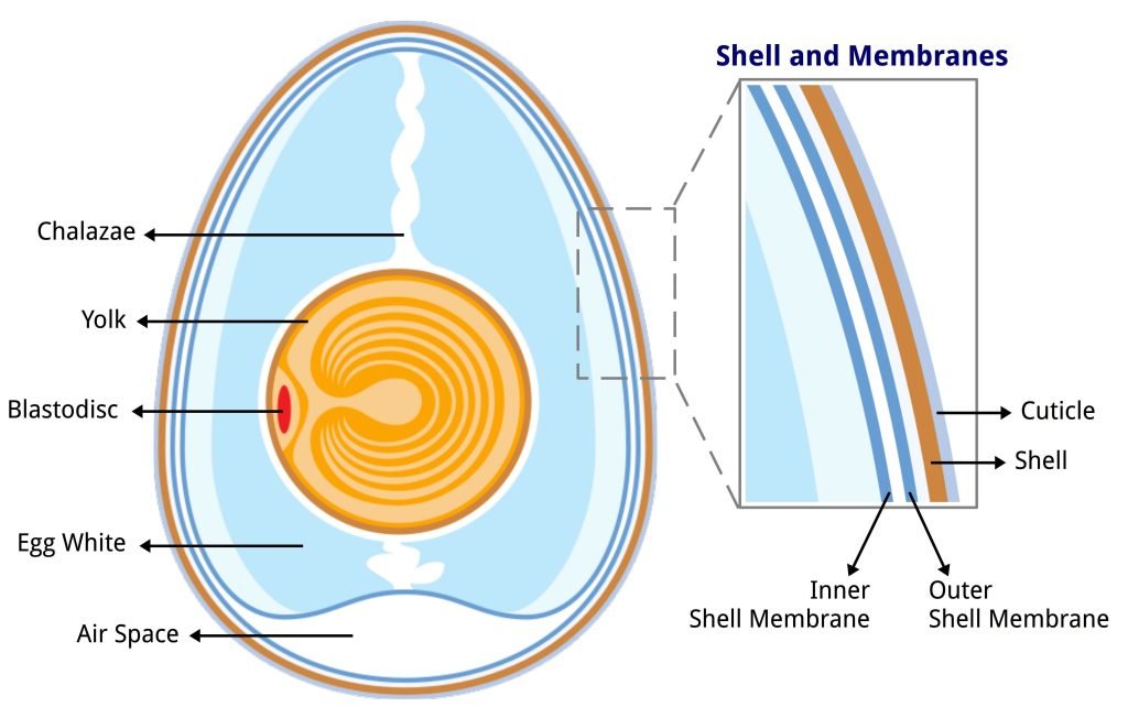 Anatomy of an egg labeled