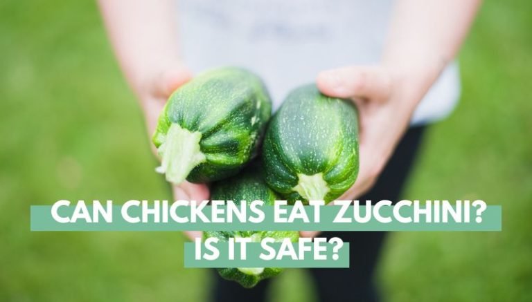 Can Chickens Eat Zucchini