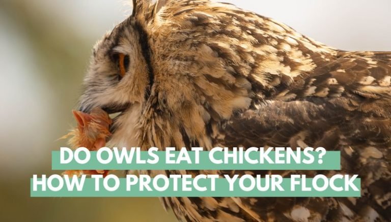 Do Owls Eat Chickens How to Protect Your Flock