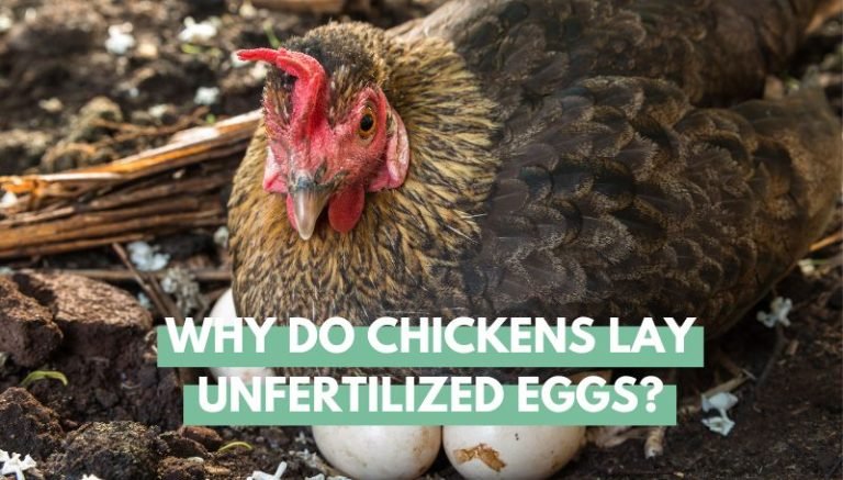Why Do Chickens Lay Unfertilized Eggs