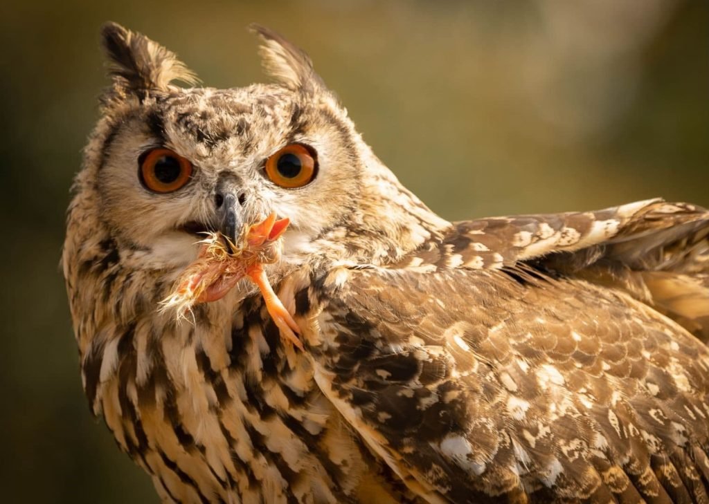 portrait of a large-eared eagle owl eating a chicken