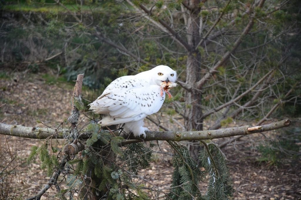 snowy owl eating chick