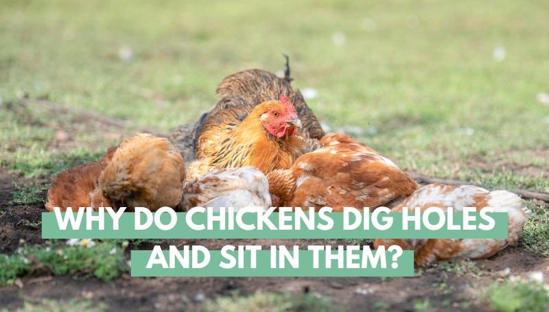 Why Do Chickens Dig Holes and Sit in Them