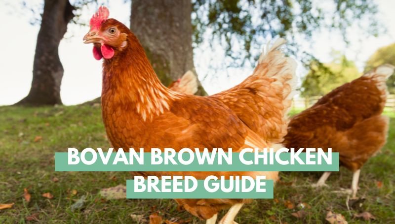 Bovans Brown Chicken Breed Guide