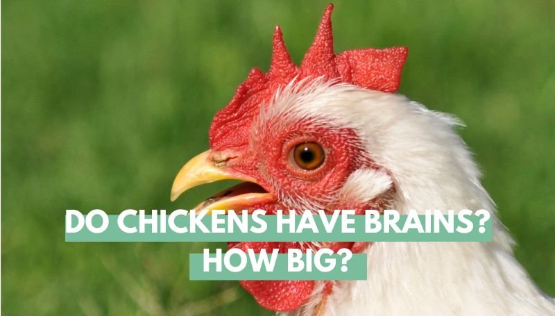 Do Chickens Have Brains