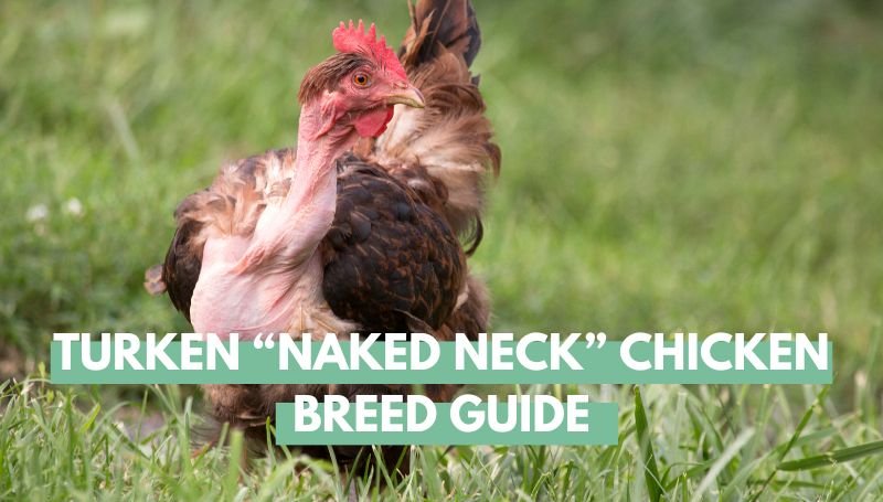 Turken “Naked Neck” Chicken Breed Guide