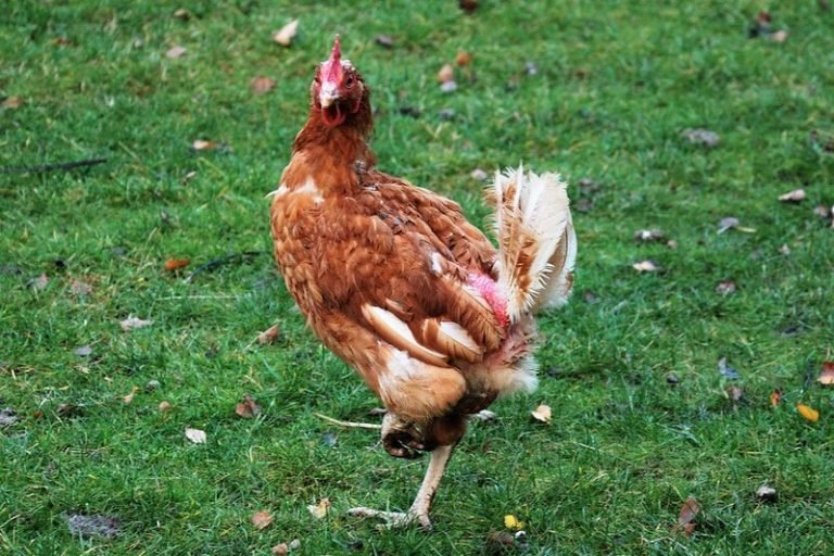 Bovans Brown Chicken Breed Guide - Eco Peanut