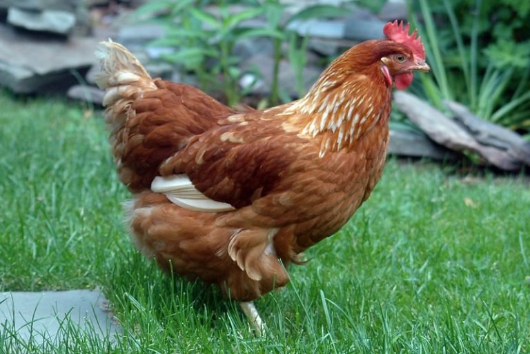 Bovans Brown Chicken Breed Guide - Eco Peanut