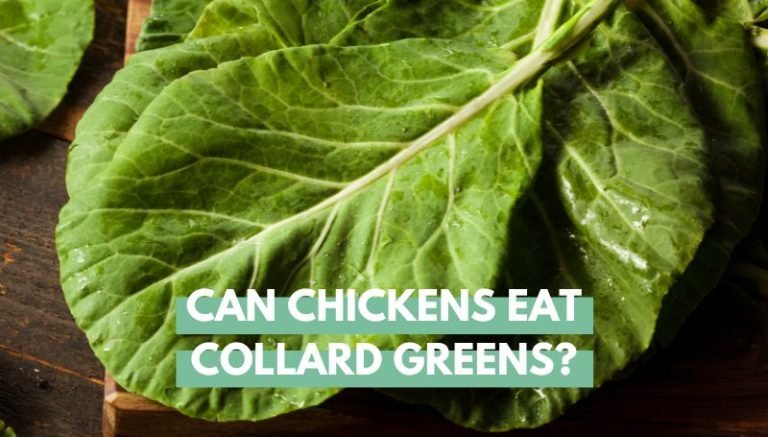 Can Chickens Eat Collard Greens