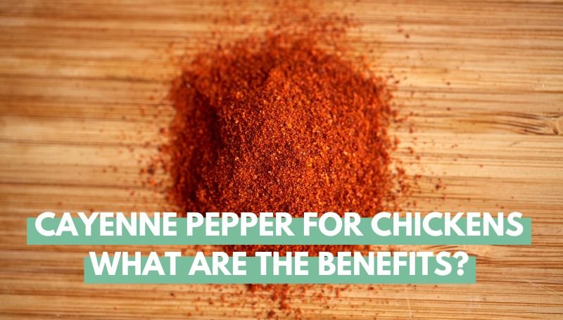 Cayenne Pepper For Chickens