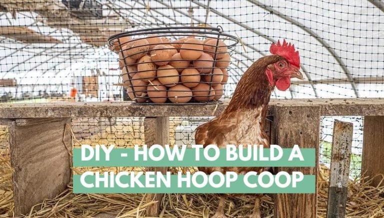 DIY - How To Build a Chicken Hoop Coop
