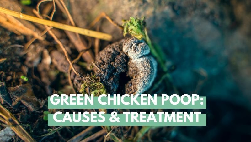 green-chicken-poop-causes-treatments-eco-peanut