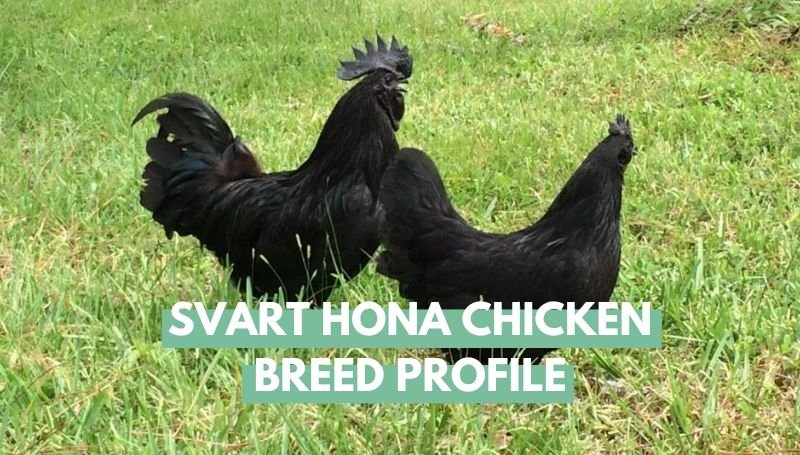 Svart Hona Chicken Breed