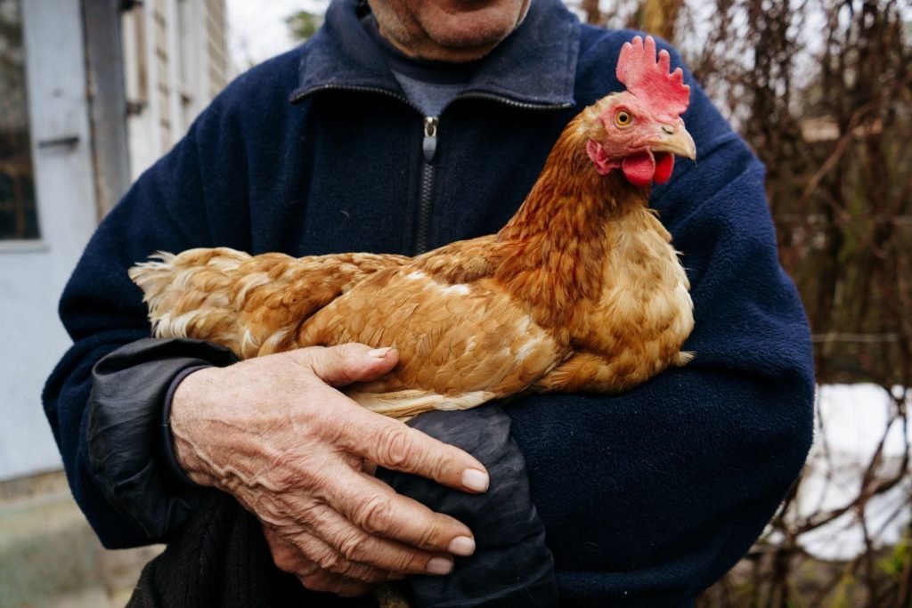 a man holds a brown chicken in his hands