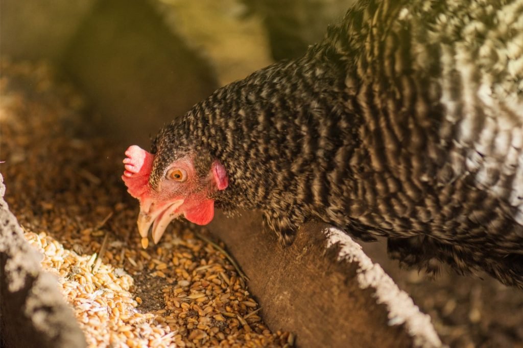 hen eating feed grains up close
